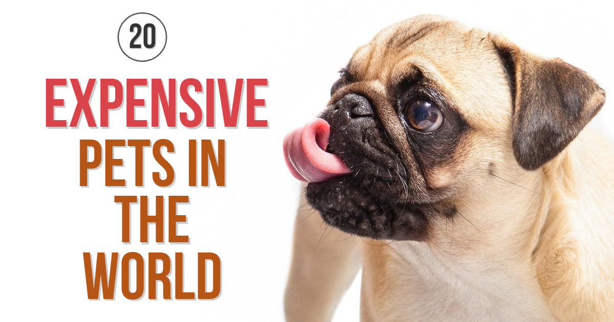 20 Expensive Pets in the World pronunciation collection by naseera