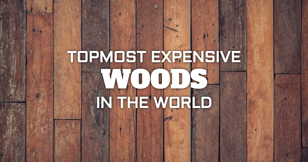 Topmost Expensive Woods in the world Topmost Expensive Woods in the world