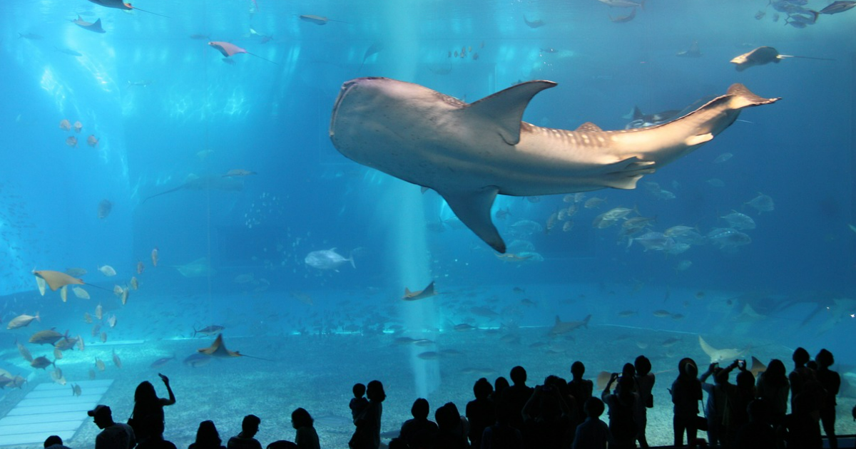 Different Types of Whales in the World Different Types of Whales in the World