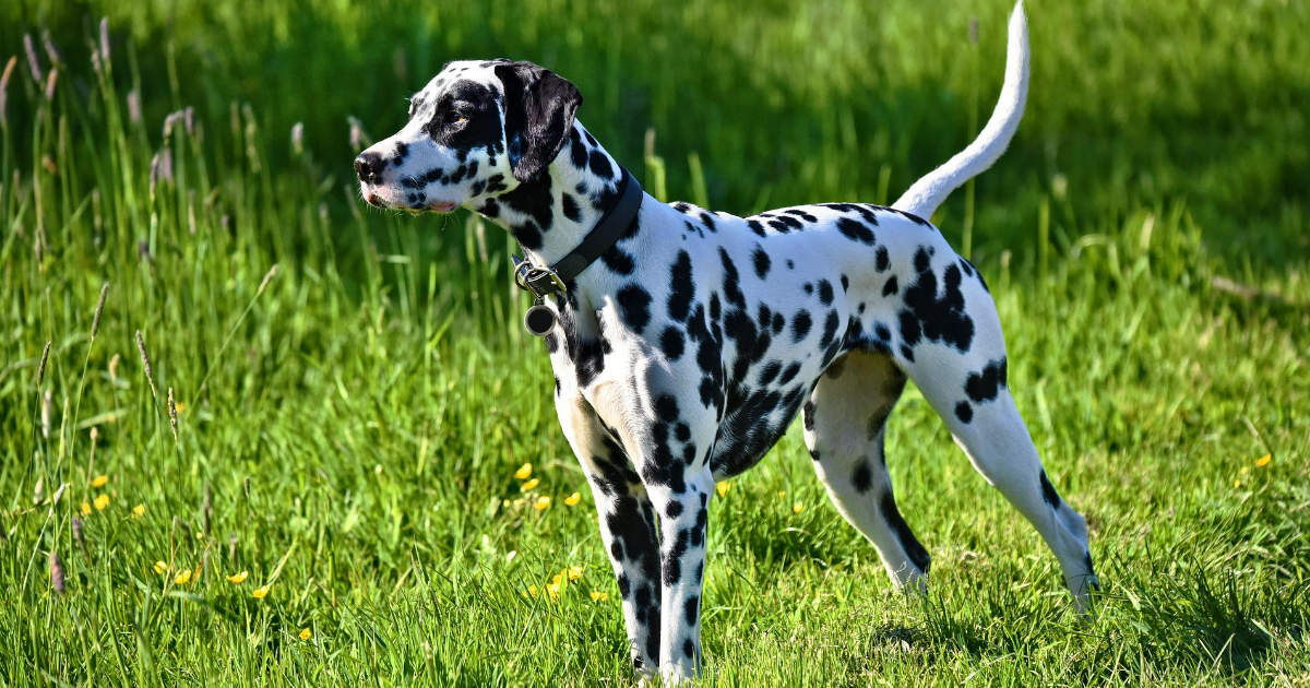 Most Famous Disney Dogs Most Famous Disney Dogs