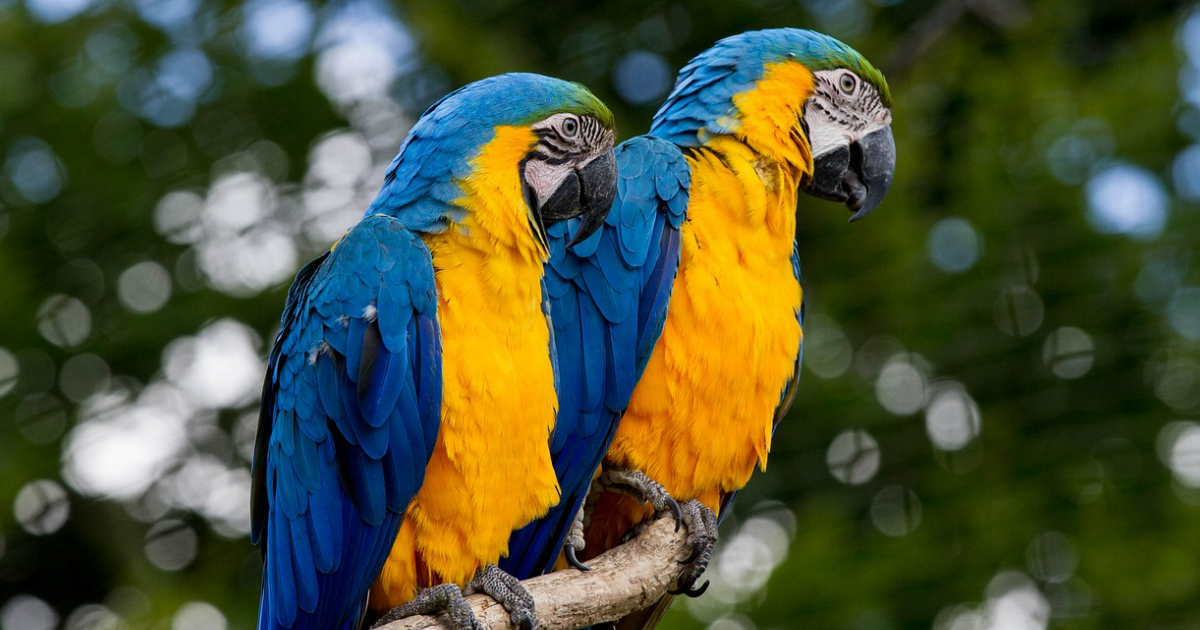 List of Wild Birds in the World List of Wild Birds in the World