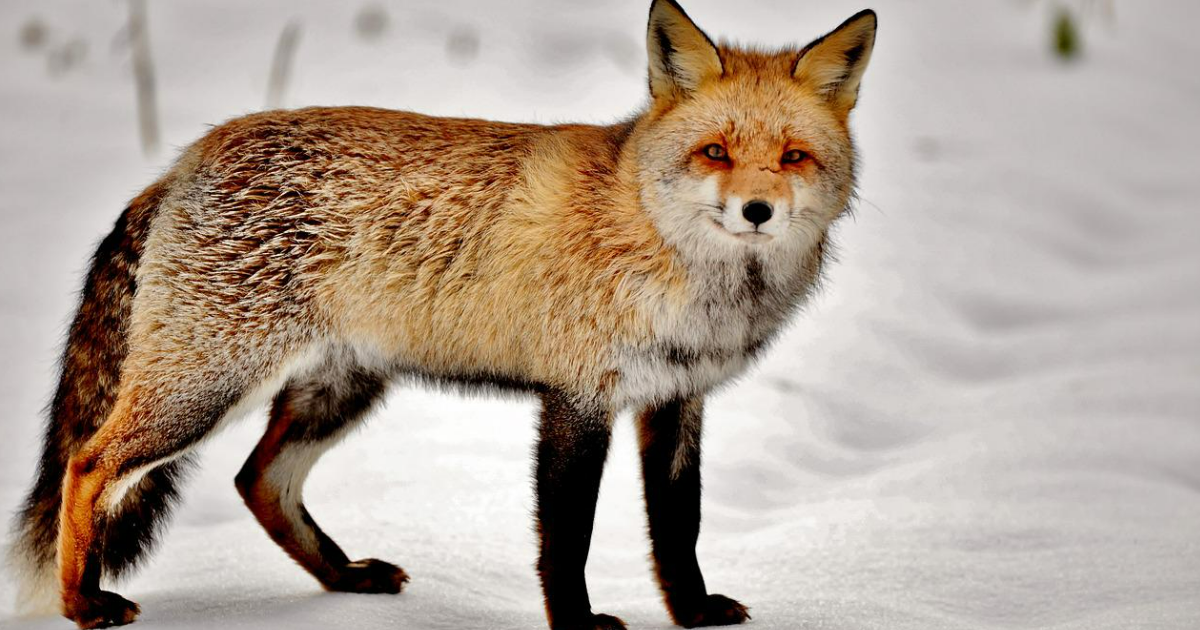 Different Types Of Foxes Different Types Of Foxes