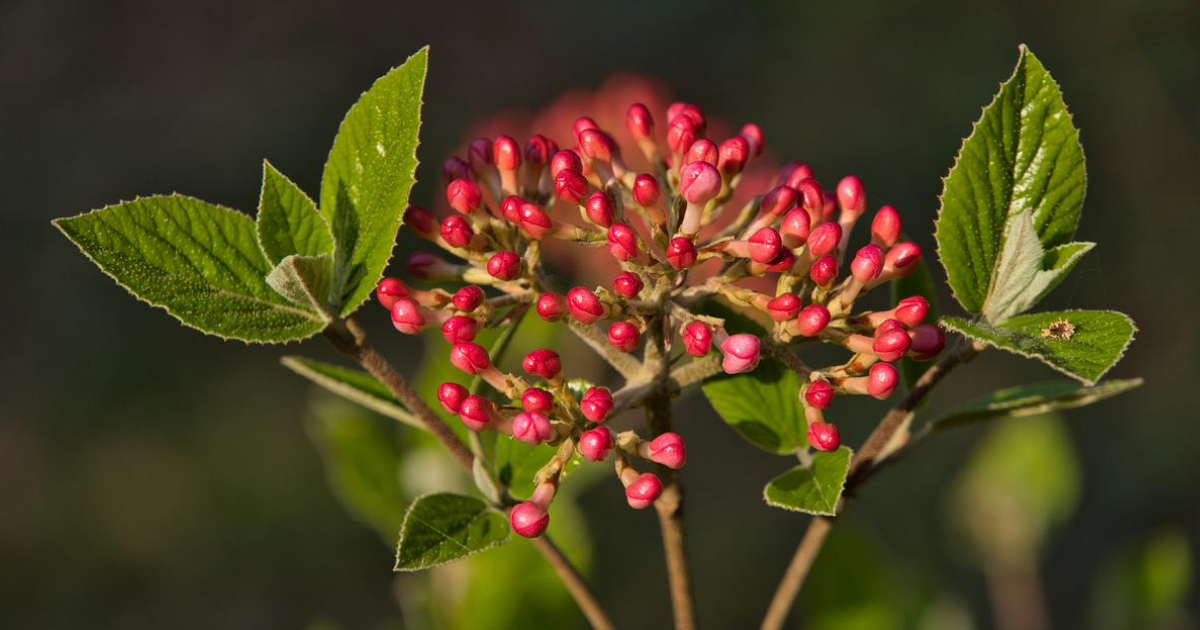 The World's Most Poisonous Plants The World's Most Poisonous Plants