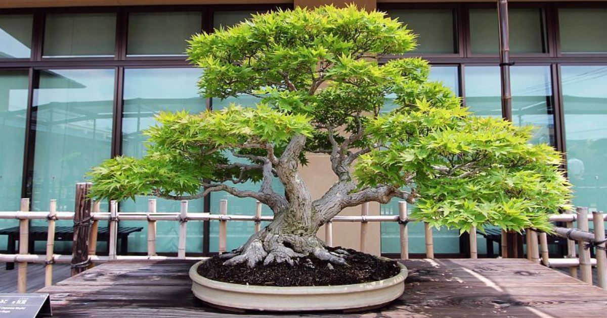 Gaze at Few Ravishing Japanese Bonsai Trees Gaze at Few Ravishing Japanese Bonsai Trees
