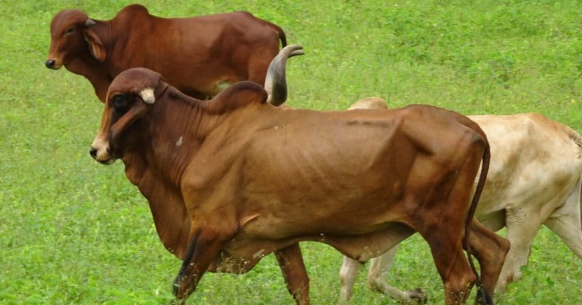 A Brief List On Cattle Breed A Brief List On Cattle Breed