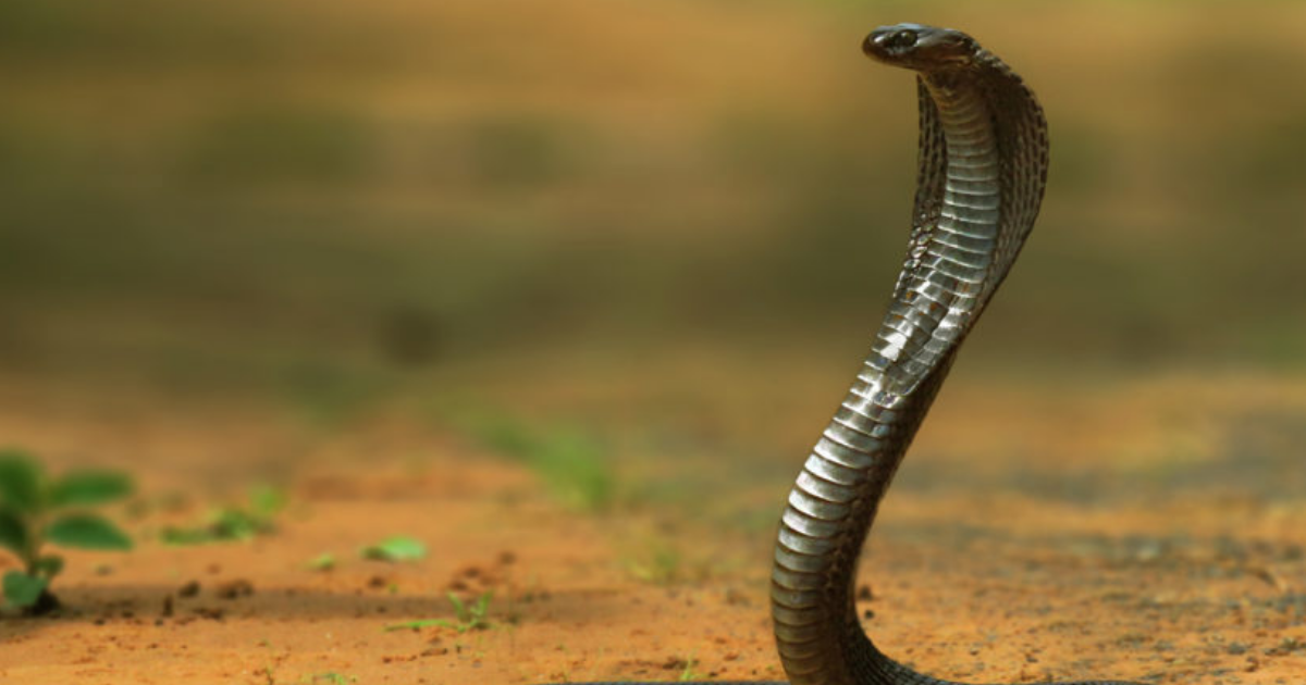 Grab a Look At The Implausible Species of Snakes Grab a Look At The Implausible Species of Snakes