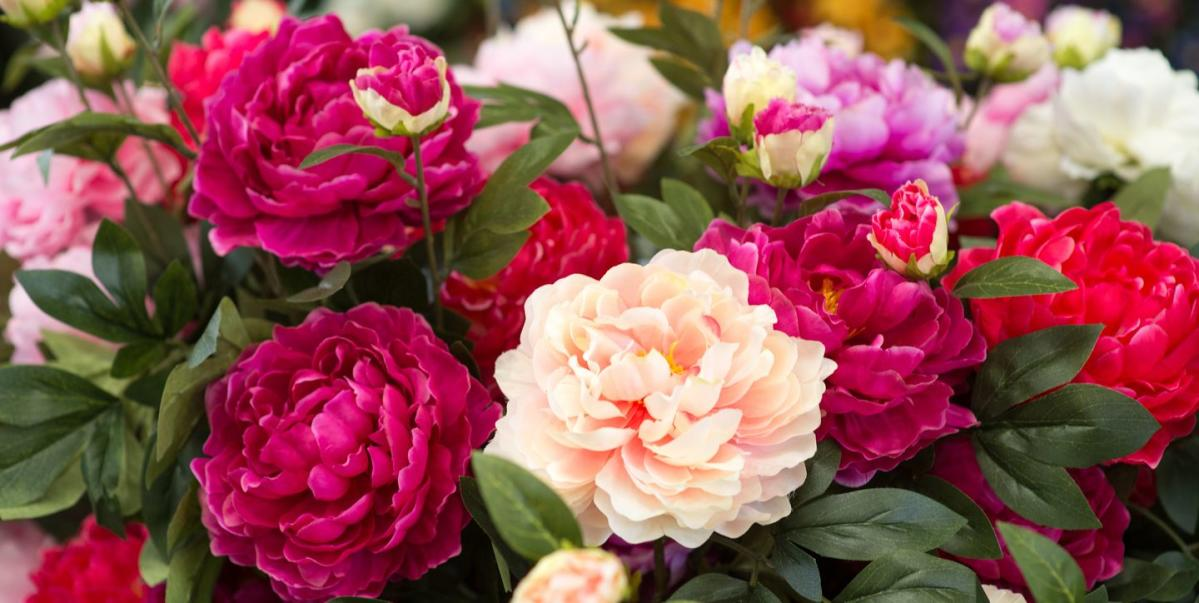 An Attractive Collection Of Colorful Roses An Attractive Collection Of Colorful Roses