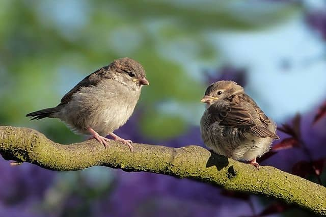 Gaze At The Amazingly Singing Birds Around The Globe Gaze At The Amazingly Singing Birds Around The Globe