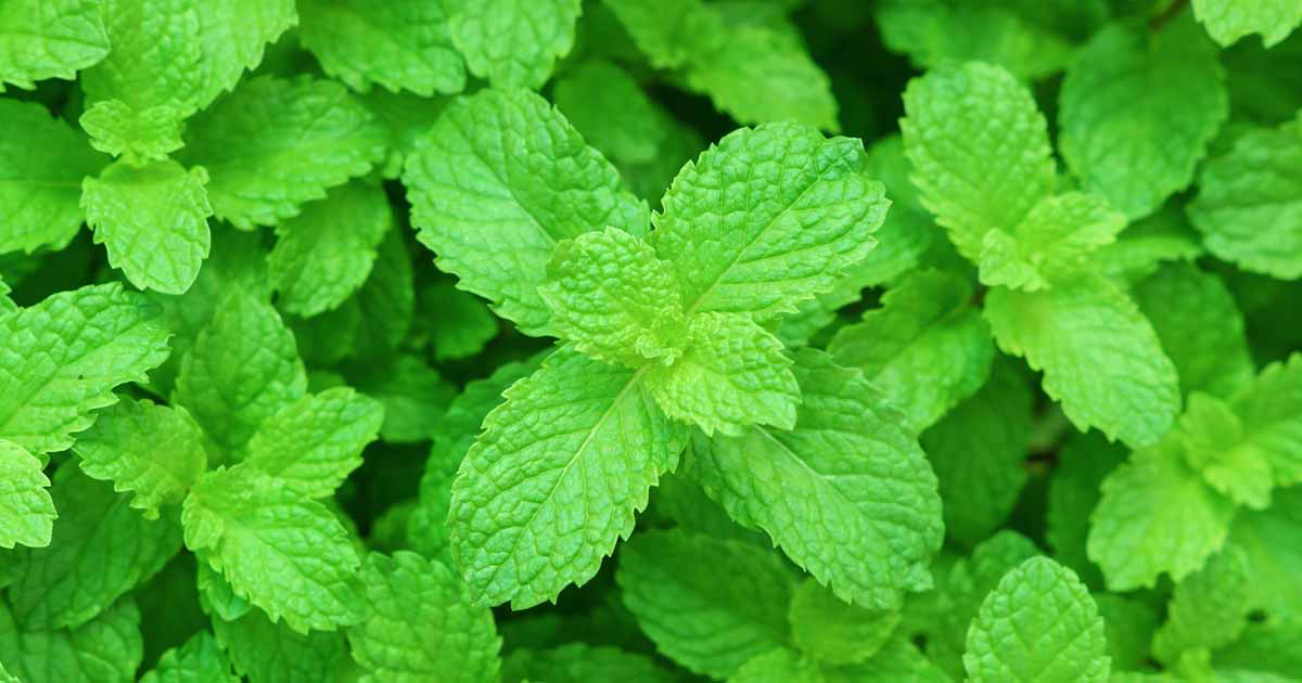 A Scant Documentation on Herbal Mint Varieties A Scant Documentation on Herbal Mint Varieties