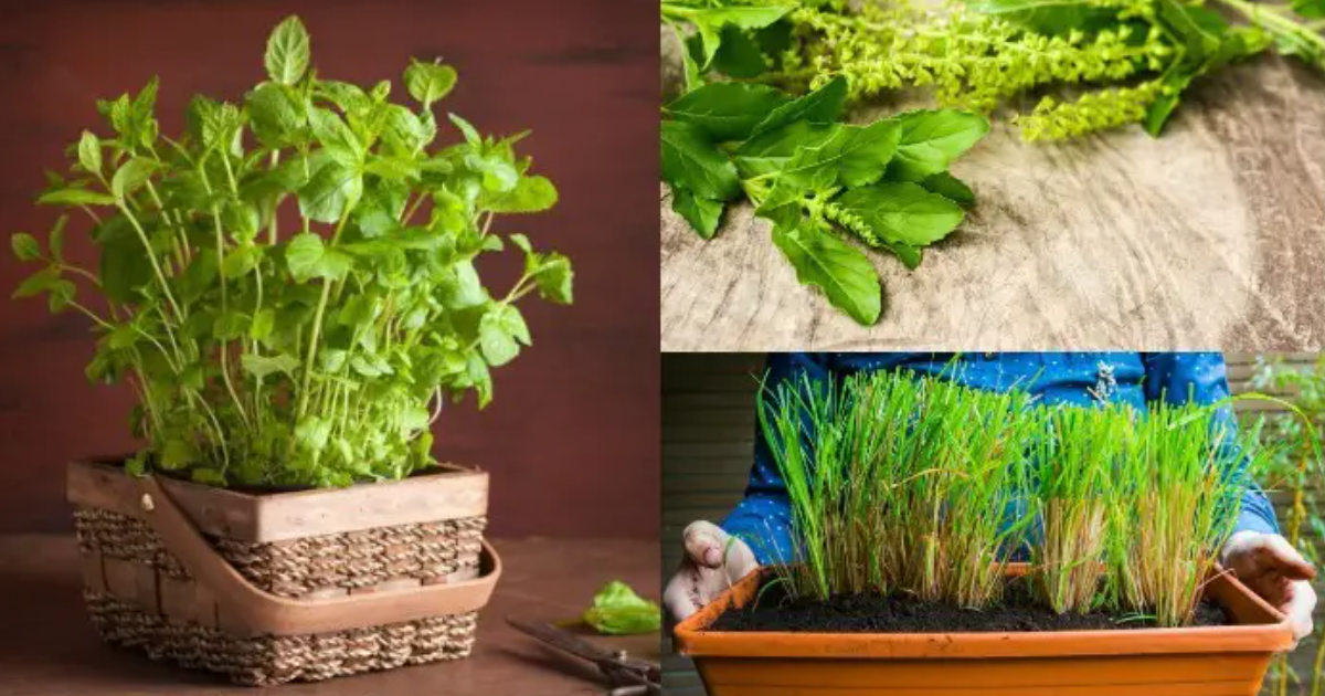 A Scant Documentation on Medicinal Herbs A Scant Documentation on Medicinal Herbs