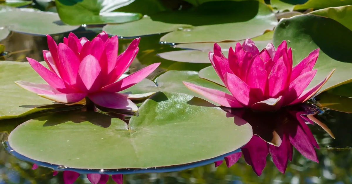 Discover The Wide Varieties Of Aquatic Plants. Discover The Wide Varieties Of Aquatic Plants.