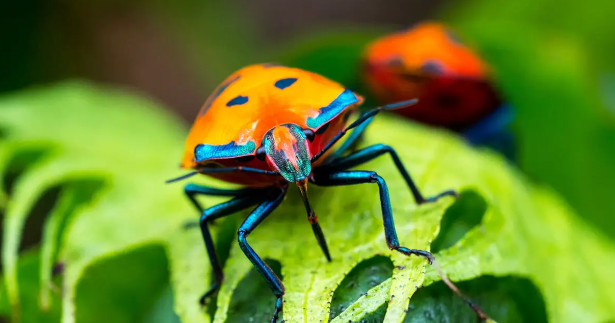 A Detailed Record On The Exoskeletal Arthropods A Detailed Record On The Exoskeletal Arthropods