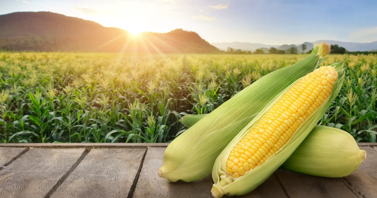 A List of Products Made Of Corn A List of Products Made Of Corn