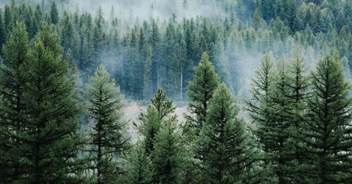 A Greenly Note On Types Of Pine Trees A Greenly Note On Types Of Pine Trees
