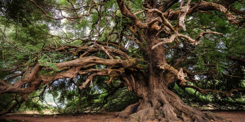 A view of oldest trees in the world!! A view of oldest trees in the world!!