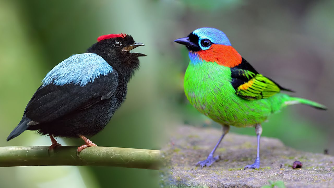 A list of Smallest Birds in the world!! A list of Smallest Birds in the world!!