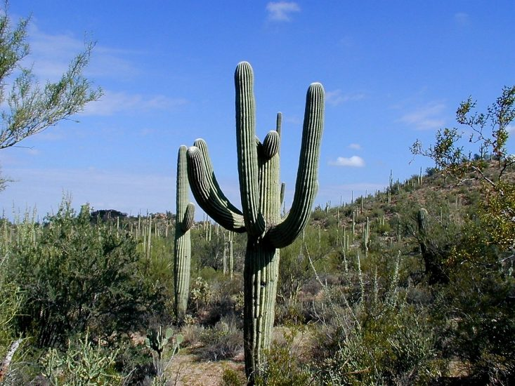 Desert plants Desert plants