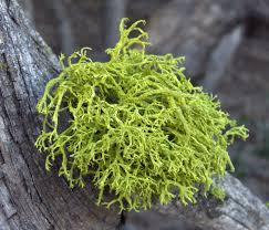 Lichen types Lichen types