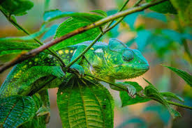 Camouflaging animals Camouflaging animals