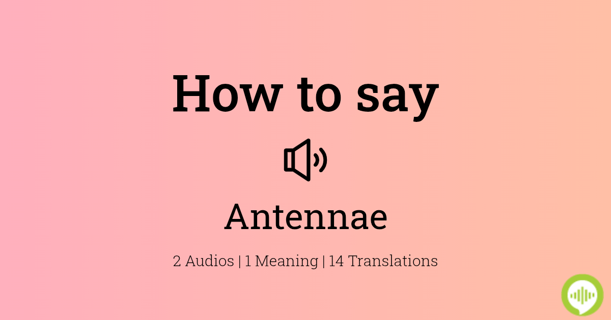 Antennae meaning