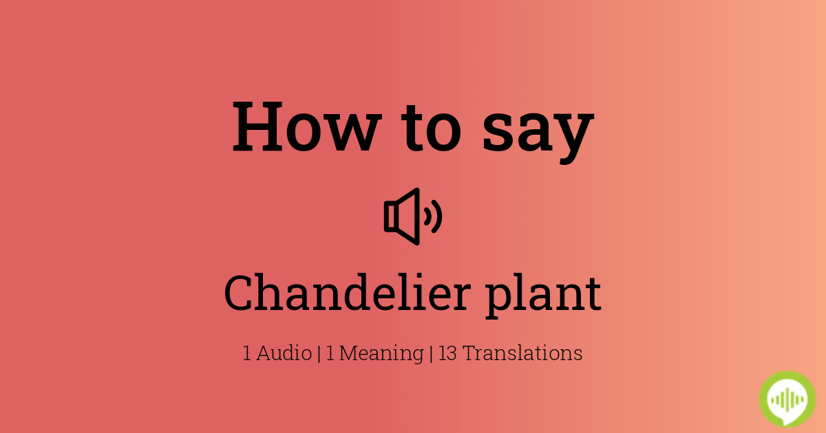 How To Ounce Chandelier Plant, Chandelier Synonyms In English