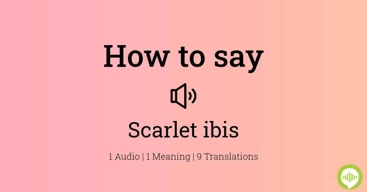 how-to-pronounce-scarlet-ibis-howtopronounce