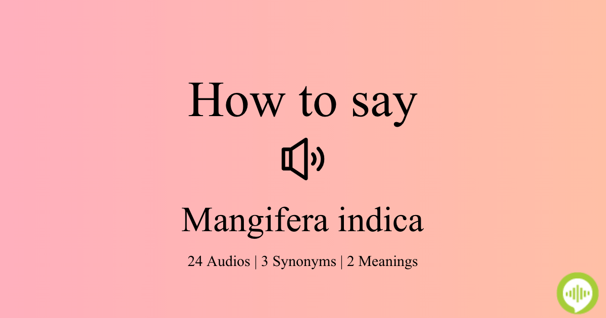 How to pronounce Mangifera indica