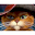 Zikario thumbnail