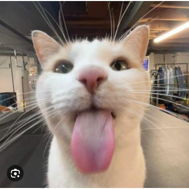 sillycat thumbnail