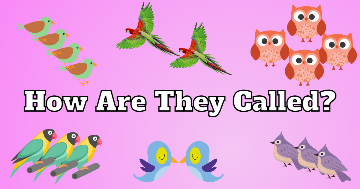 Collective Nouns For Birds! thumbnail