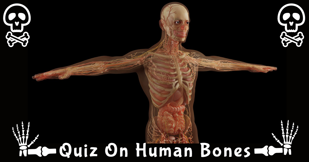 Play This Quiz On Human Bones! thumbnail