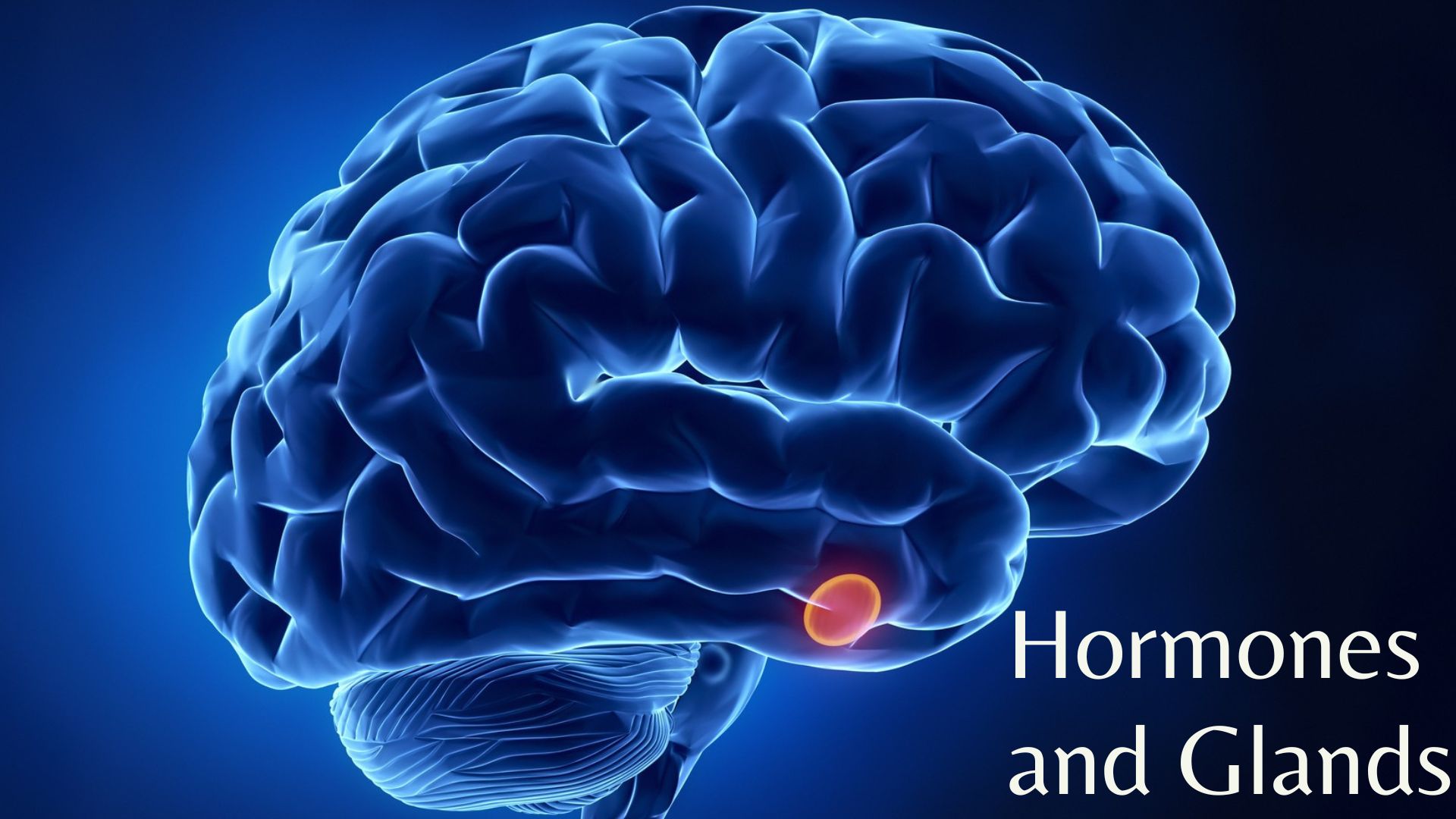 Endocrine System Essentials: Hormones & Glands Quiz!! thumbnail