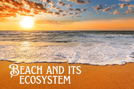 Have an Interesting Quiz on "Beach and its Ecosystem" thumbnail