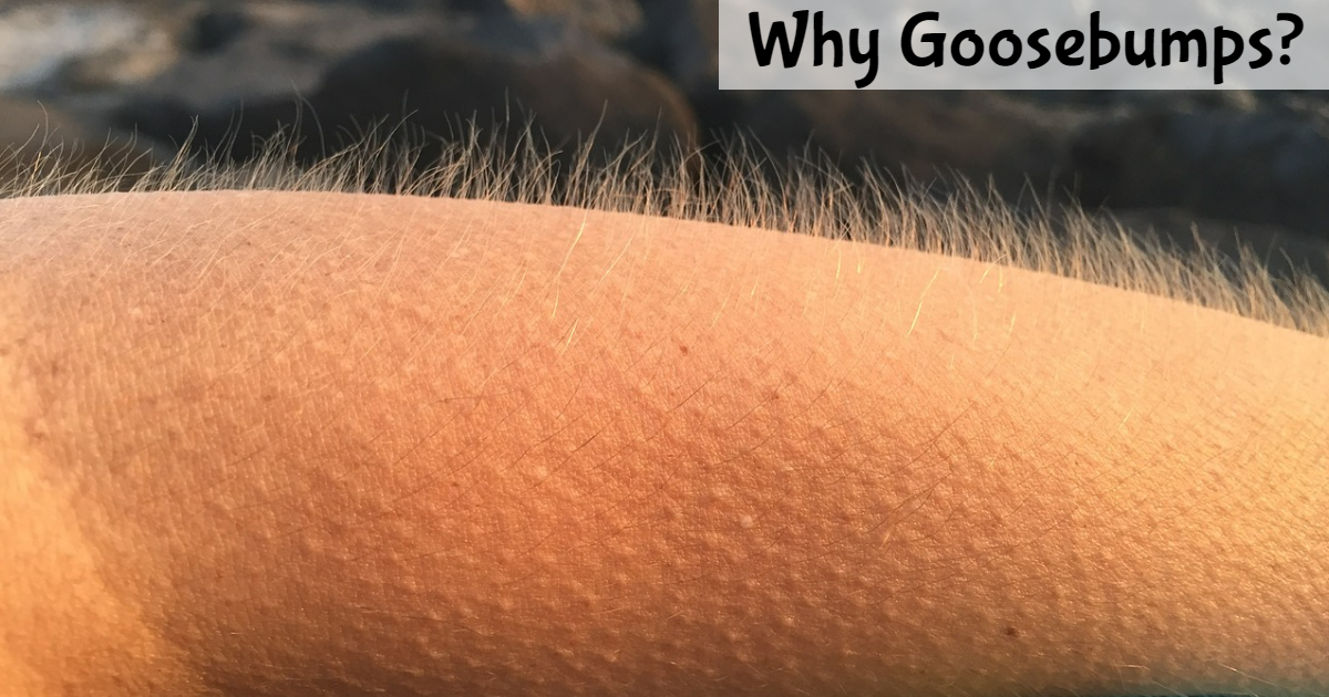 What Is Goosebumps? Know About It! thumbnail