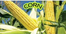 Pop Your Knowledge on Corn!