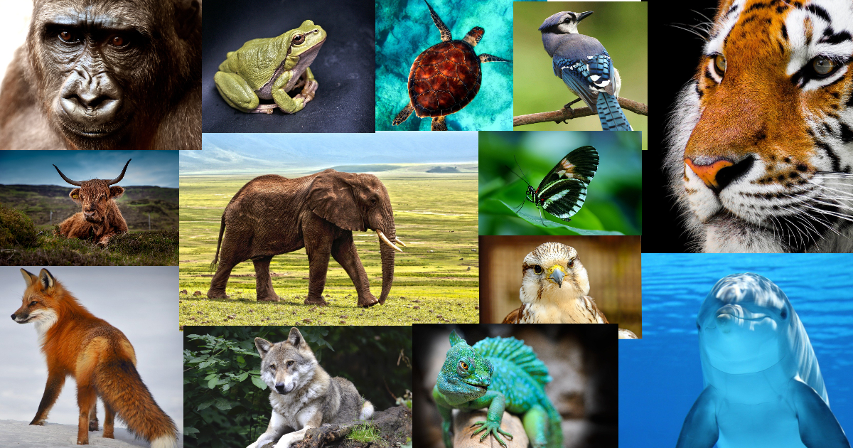 Endangered Species thumbnail