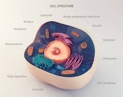 Interesting facts about Cells classification and their functions thumbnail