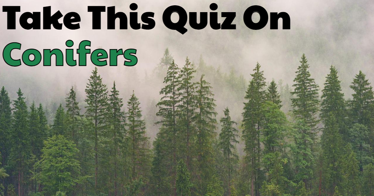 Take This Quiz On Conifers thumbnail