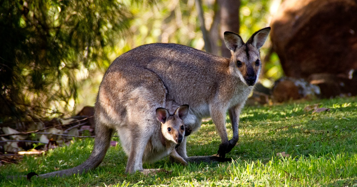 Take This Quiz On Kangaroos thumbnail