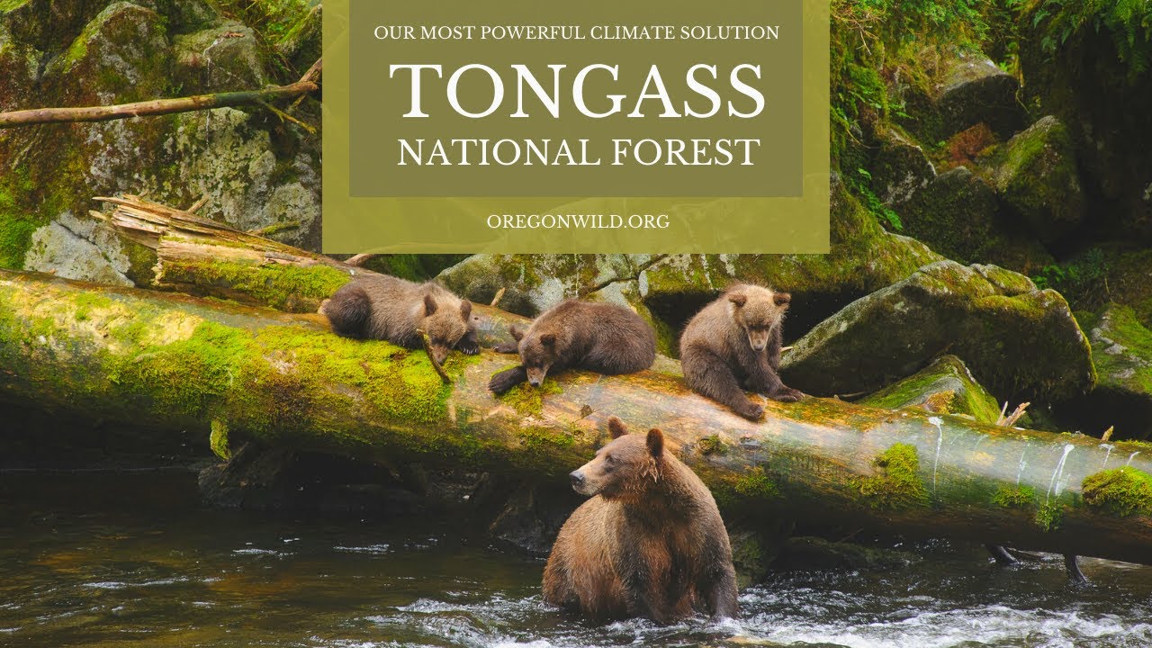 Guess the interesting facts about Tongass National Forest? Play this Quiz thumbnail