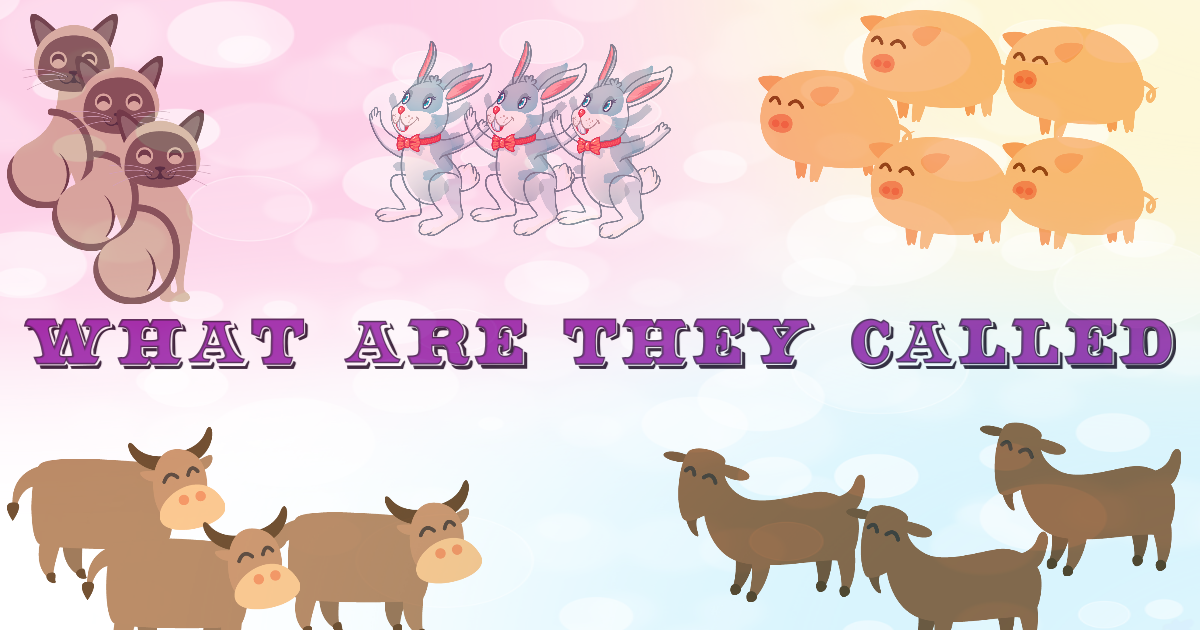 Learn Collective Nouns For Animals! thumbnail