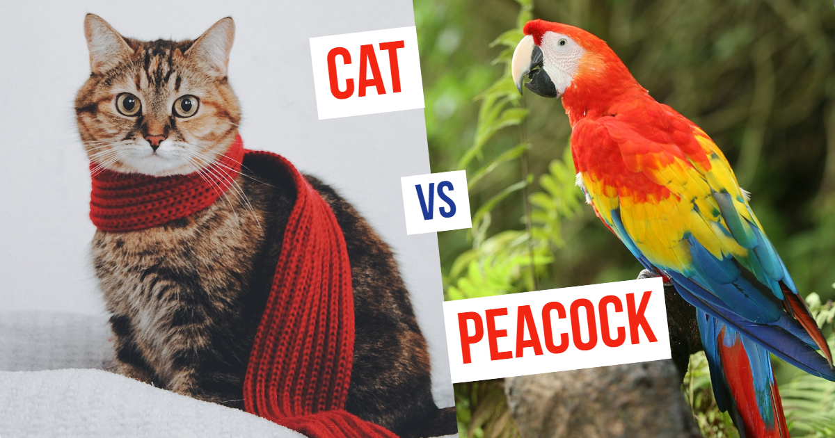 Quick Guess: Cat Or Parrot? thumbnail