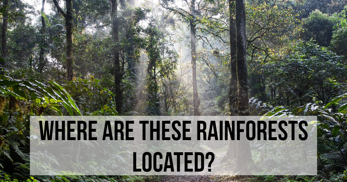Where Are These Rainforests Located? thumbnail