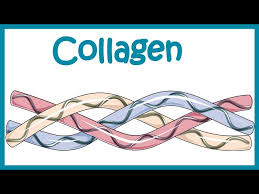 Interesting facts about Collagen thumbnail