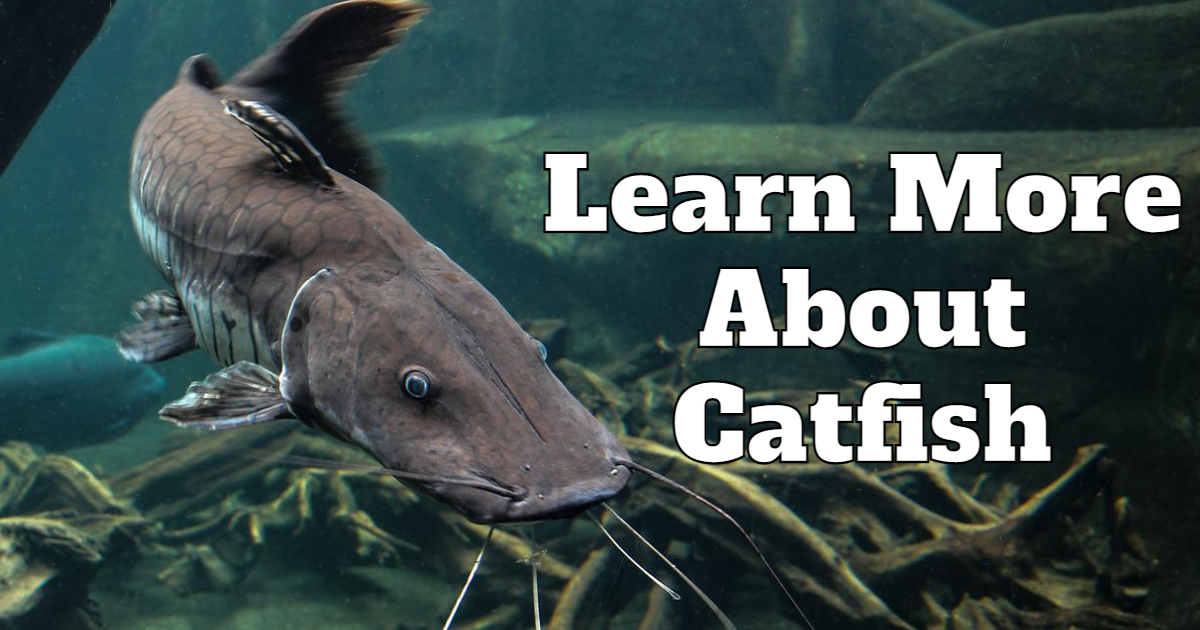 Take the free online Learn More About Catfish Science quiz