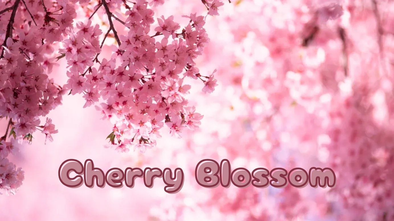 How Much Do You Know About Cherry Blossoms!! thumbnail