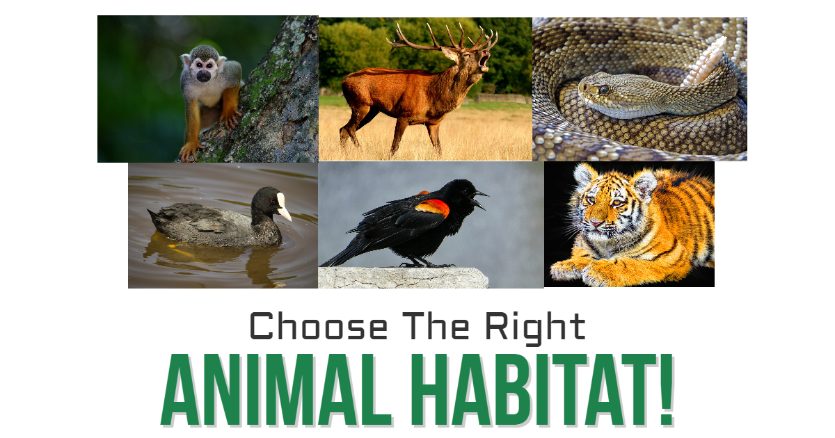 Choose The Right Animal Habitat! thumbnail