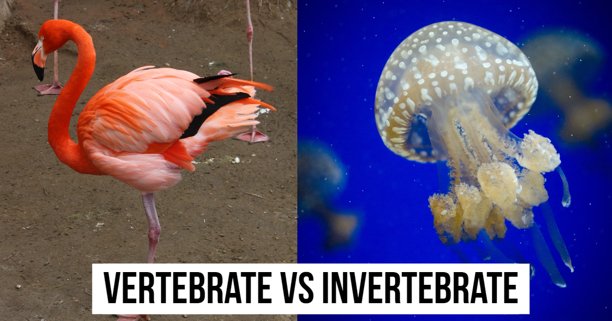 Vertebrate Or Invertebrate Animals? thumbnail