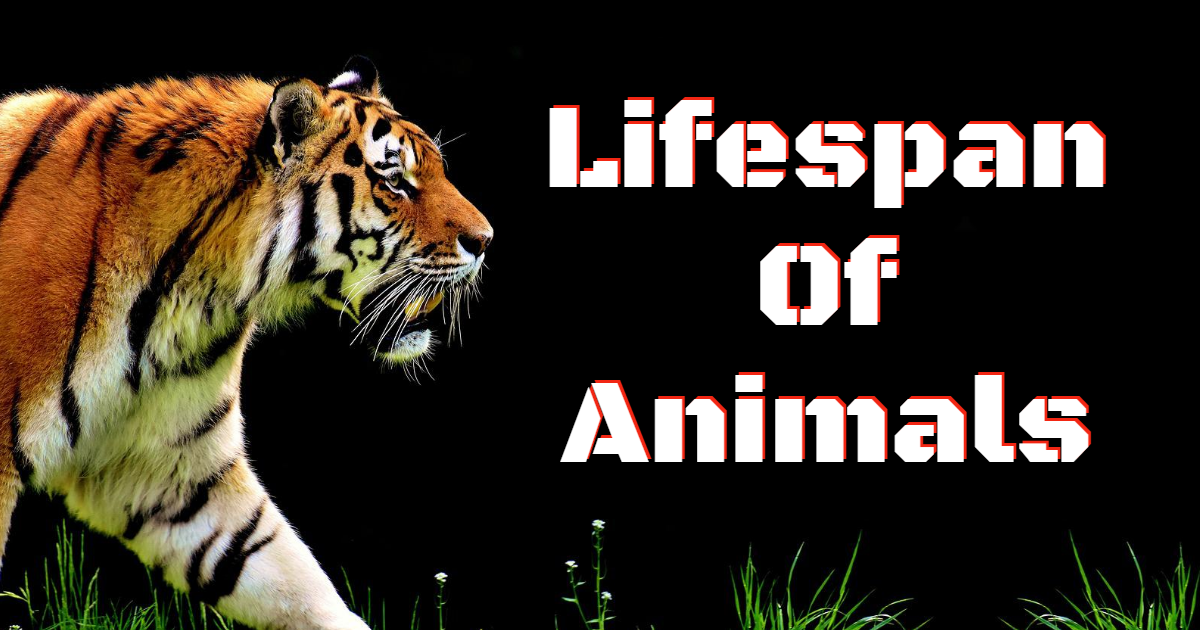 Can You Guess The Lifespans of Animals? thumbnail