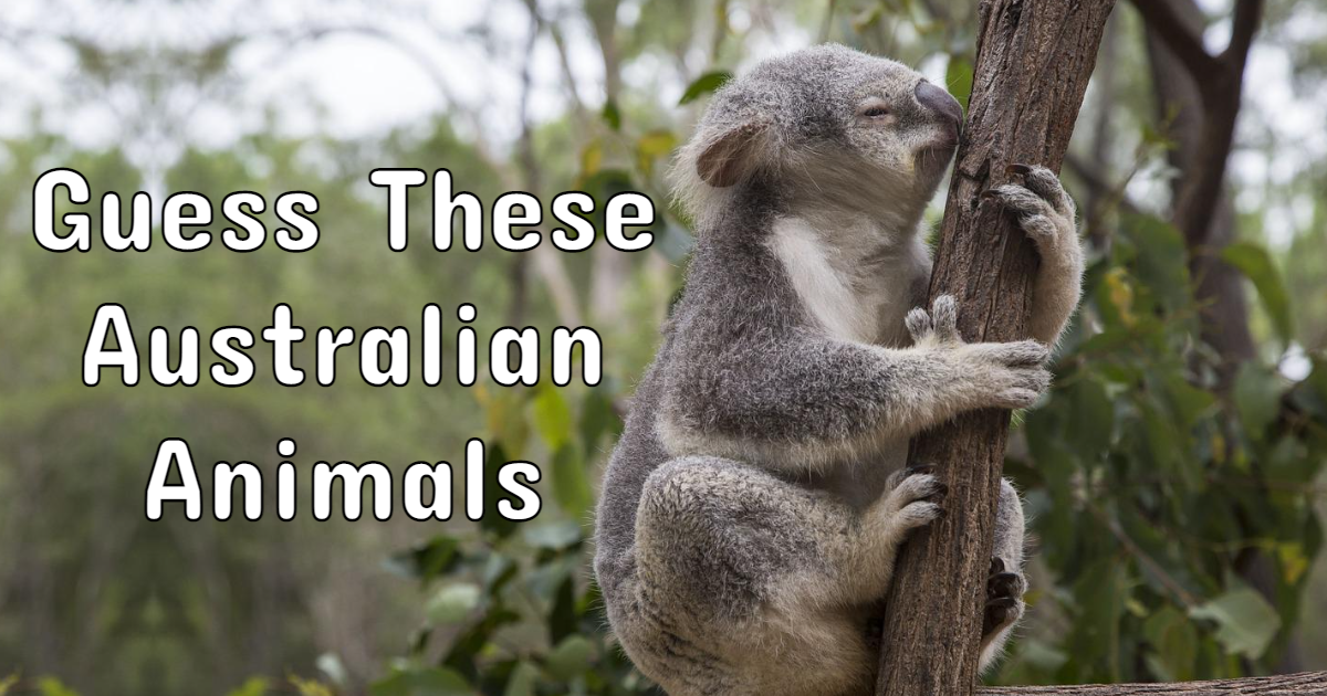 Take the free online Guess These Australian Animals - Biology quiz |  